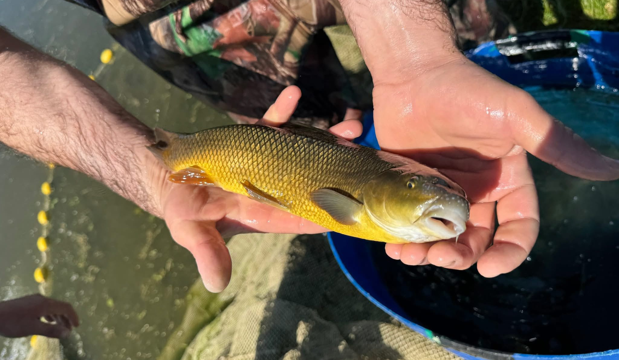 Սևանի կողակի վերականգնումը՝ կարևոր քայլ կենսաբազմազանության պահպանման ուղղությամբ. ՇՄՆ