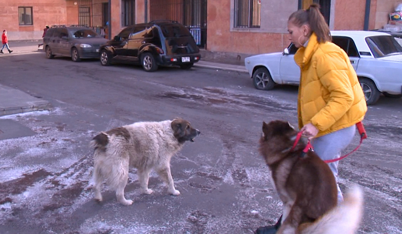 Տնային կենդանիների հաշվառումն օրենքի պահանջ է