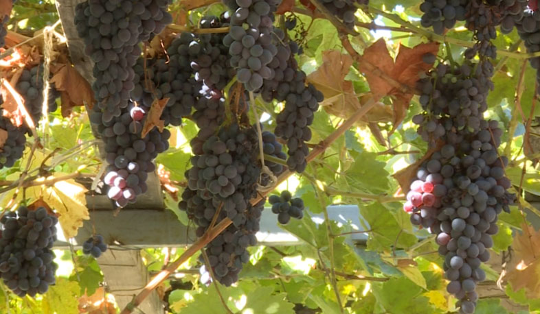 В Армении развивается виноделие