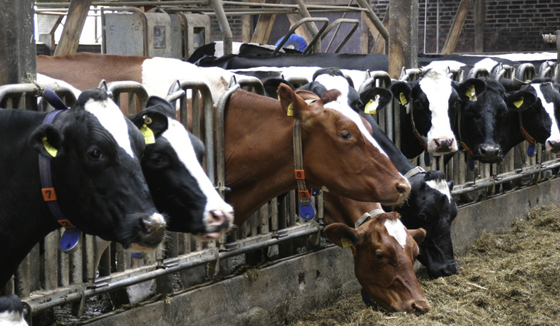 Dairy market under strict surveillance