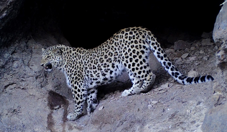 National program of Caucasian leopard conservation