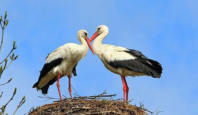 Experts alert of risk for storks