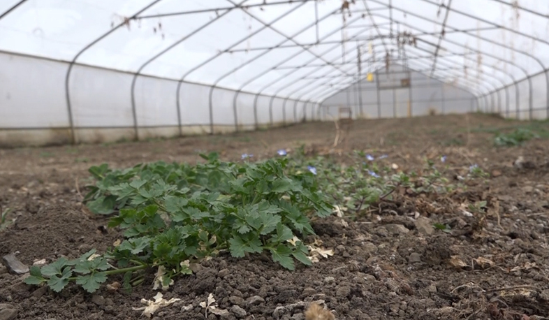 Գոշի միակ ջերմոցը