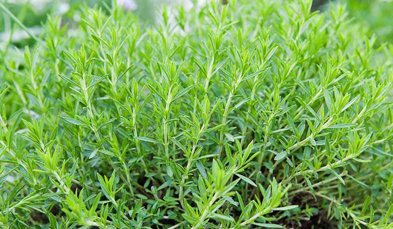 Тепличный урожай экспортируется