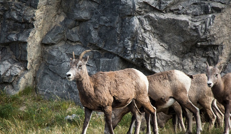 Fight against poaching continues