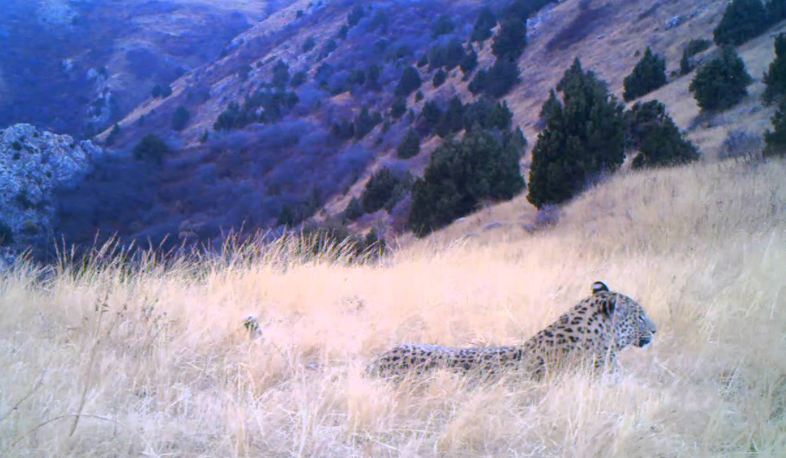 Պահանջում են խստացնել որսագողության դեմ պայքարը