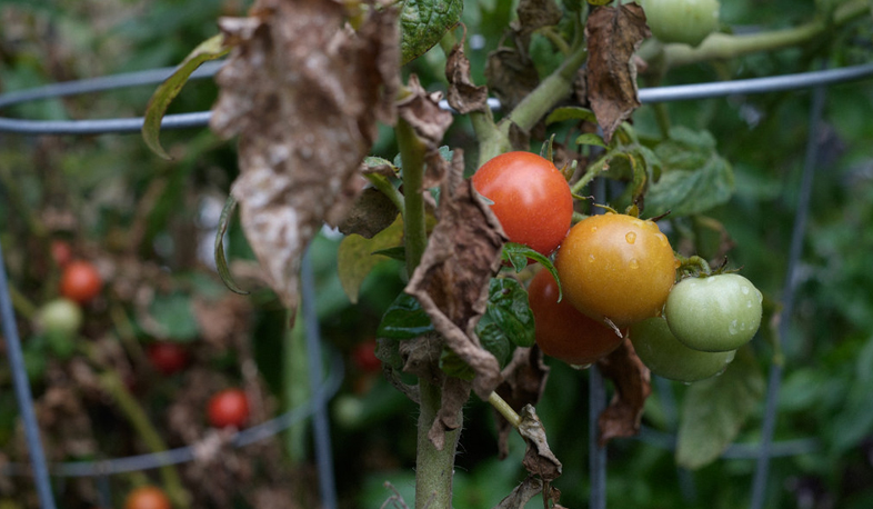 Борьба с томатной молью