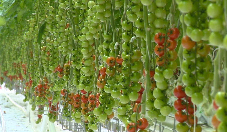 Ջերմոցային բիզնեսը զարգանում է