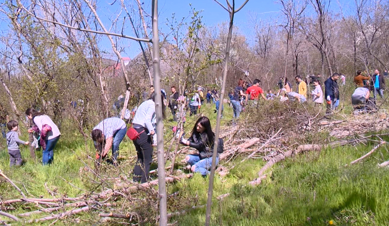 Համաքաղաքային ծառատունկ