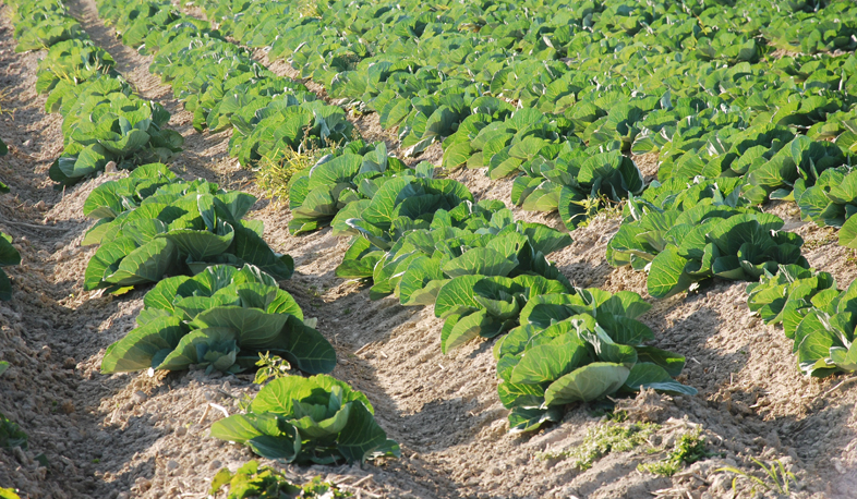 Փորձնական գյուղապահովագրություն