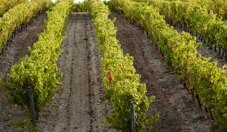 Ararat expects rich harvest