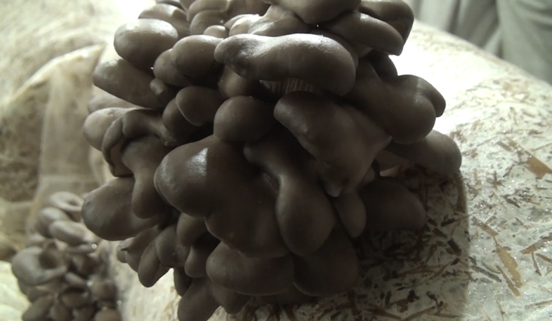 Tree mushroom production founded in Mets Ayrum
