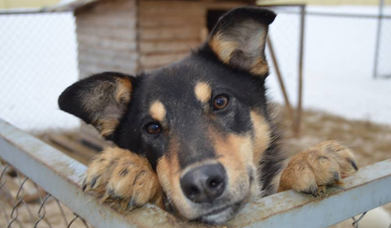 Animal rights activists demand animal abuse criminalization