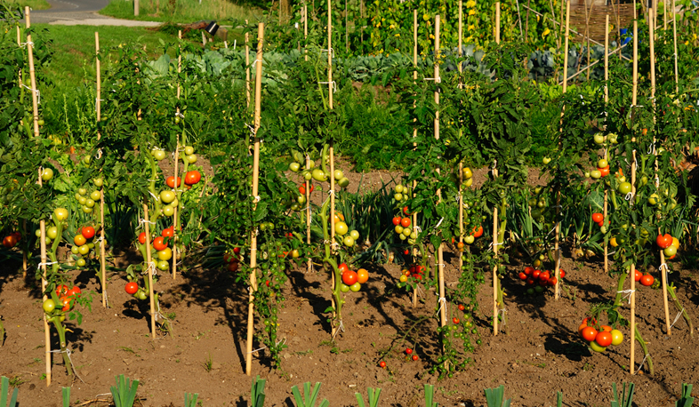 Պայքար լոլիկի ցեցի դեմ