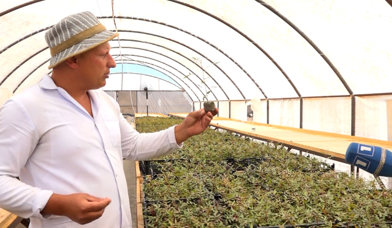Armenia will grow pistachio