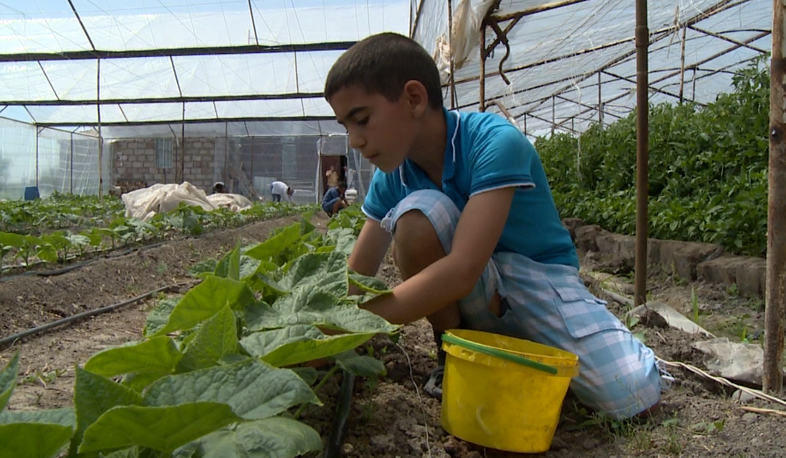 Инновации сделают тепличный бизнес более прибыльным