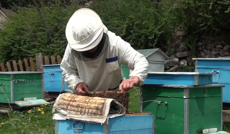 Որոշ համայնքներում մեղուներն անհետանում են