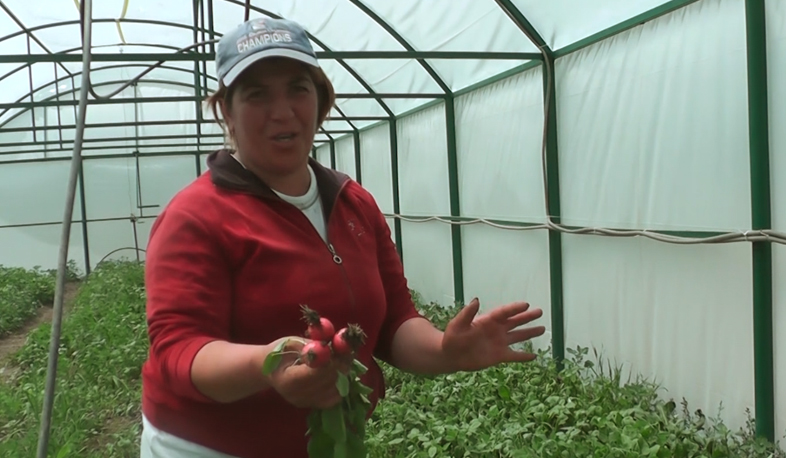 Կոոպերատիվներն աջակցում են իրացնել ապրանքը