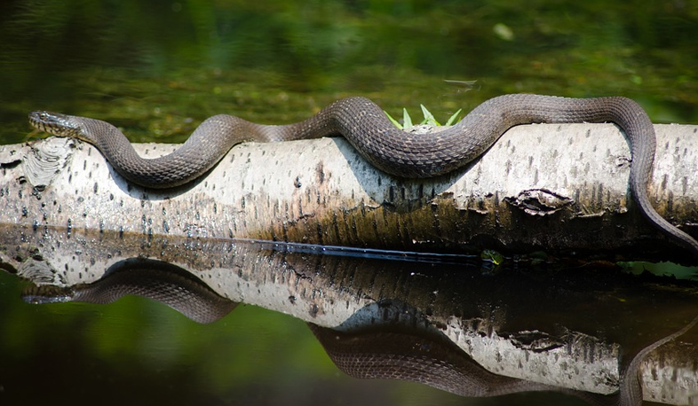 Snake activity season begins in Armenia
