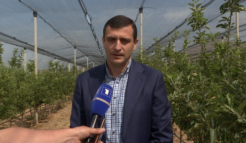 Ինտենսիվ այգիների բերքը հասունացել է