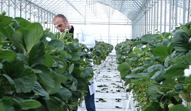 Artik grows strawberry in coconut fiber