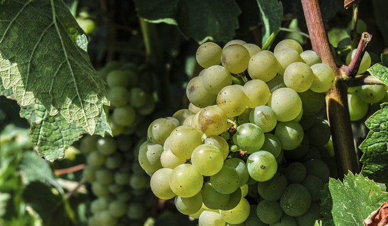 Vineyards of village Arevik are in danger