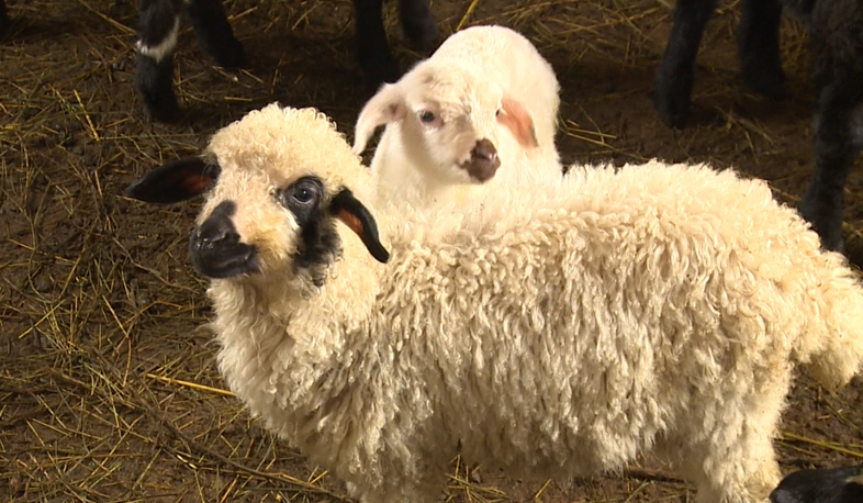 Заражение бруцеллёзом в Вайоц Дзоре