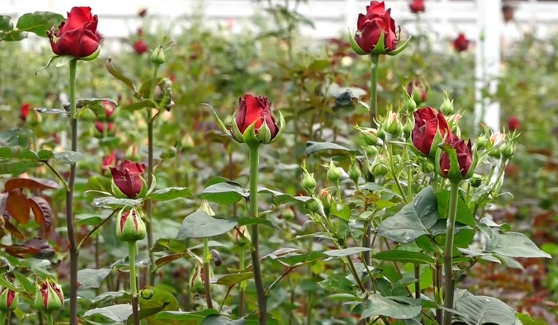 Վարդերի ջերմոց Գյումրիում