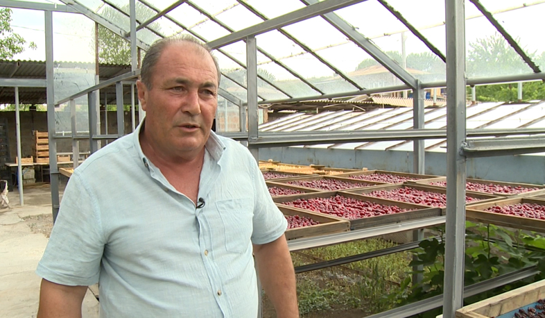 Открыт сезон производства сухофруктов