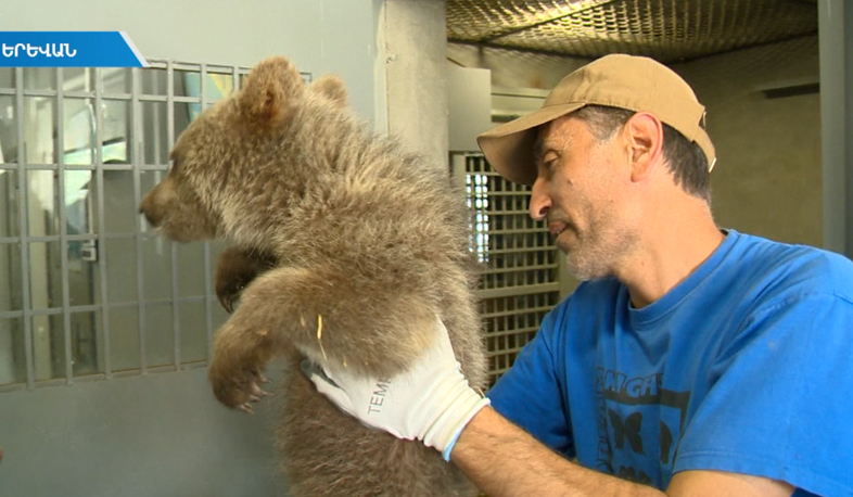 Արջուկը տեղափոխվել է կենդանաբանական այգի