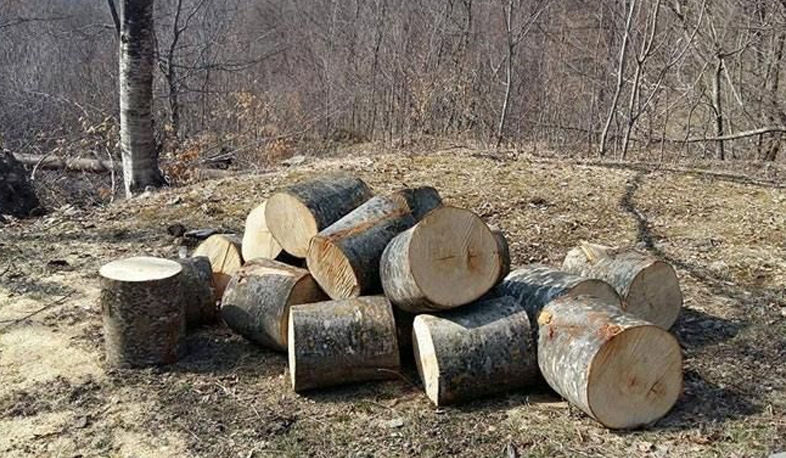 Պայքար ապօրինի ծառահատման դեմ