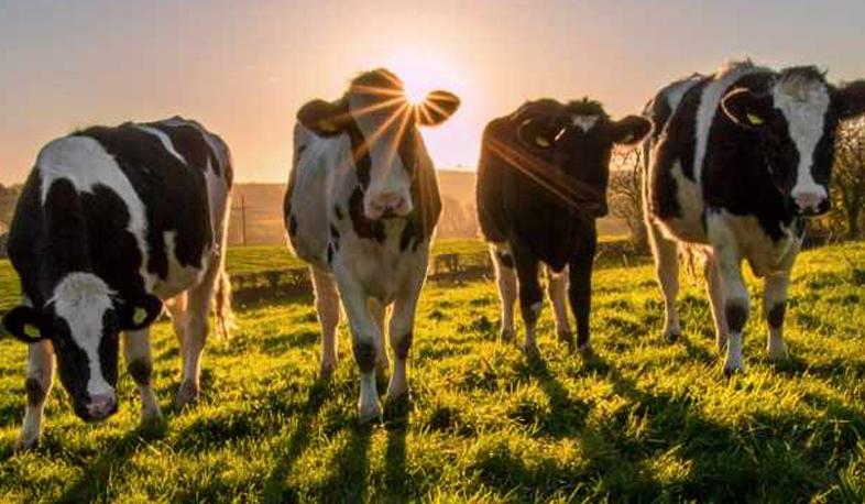 Կովերի անկումը կապ չունի Սևանի հետ