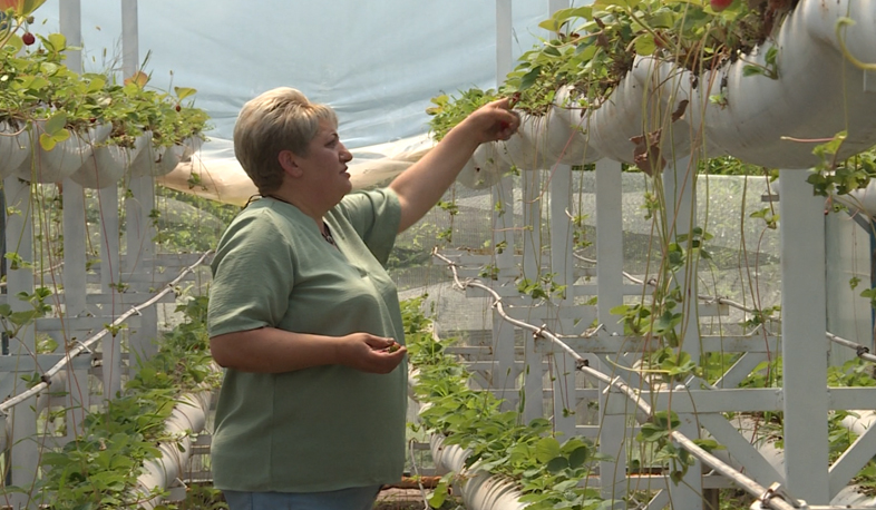Клубничные цукаты будут экспортироваться из Бюракана в Англию