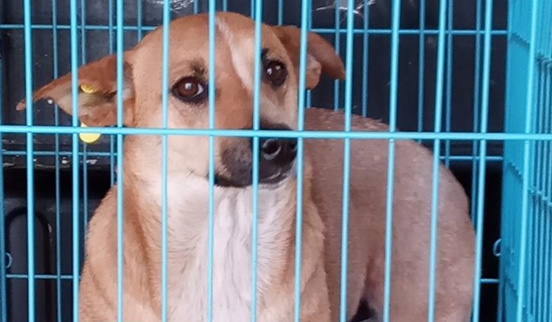 Թափառող կենդանիների պահման պայմանները