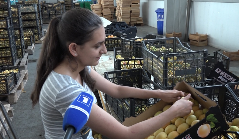 Начался процесс сбора и хранения абрикосов