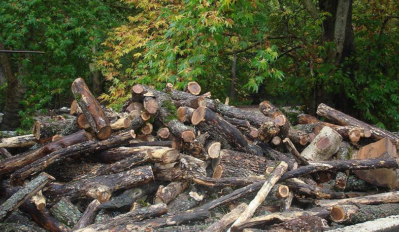За незаконную вырубку леса полагается строгое наказание
