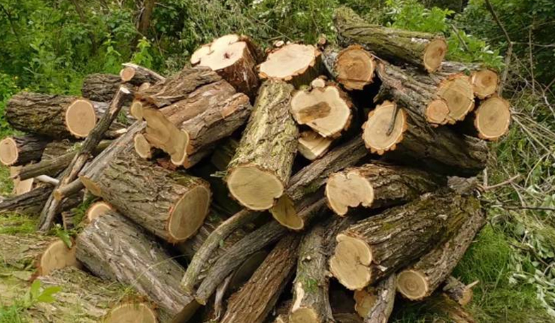 State fights against illegal felling