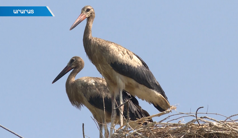 Storks die in Hovtashen