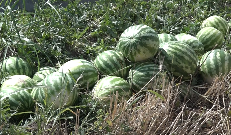 Young farmer complains of low watermelon prices