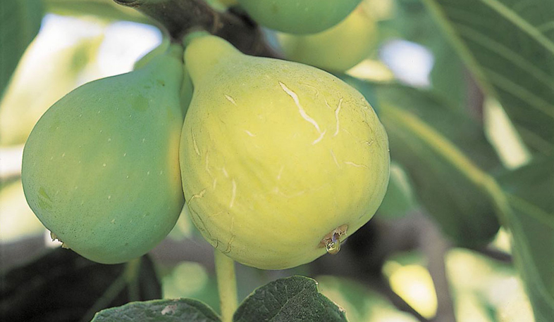 Инжир села Чинари экспортируется