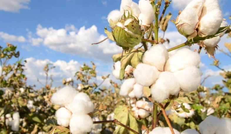 Cotton production on Aras bank