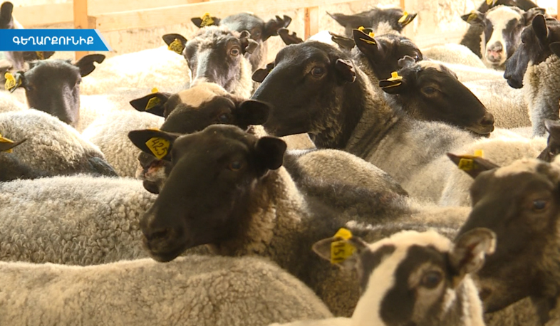Armenia breeds new type of sheep
