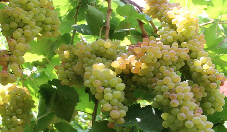 Հիվանդություն Հայաստանի խաղողի այգիներում