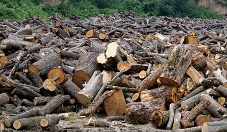 Fight against illegal felling