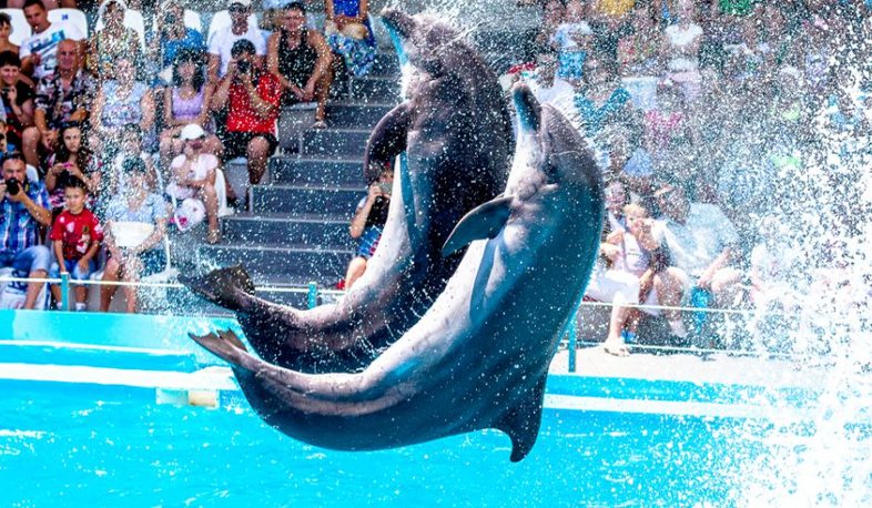 Animal rights defenders protest against dolphinarium in Gyumri