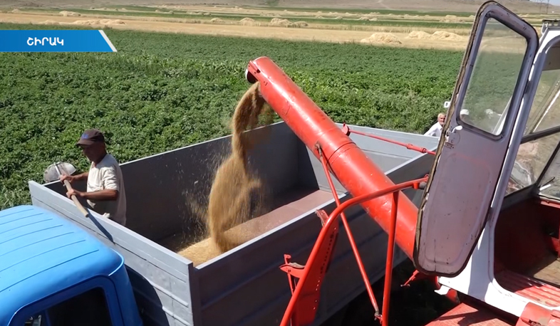 Shirak unsatisfied with grain harvest