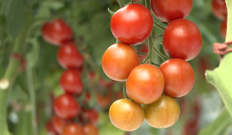 Կաթիլային ոռոգումը կավելացնի պտղատու այգիների քանակը