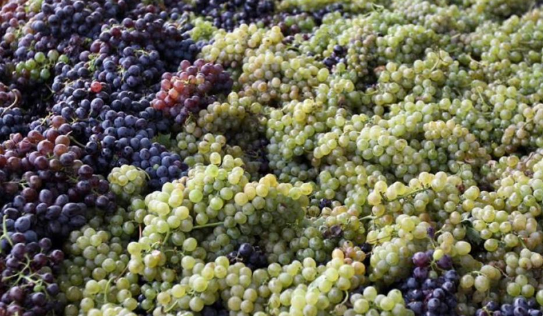 Խաղողի մթերումը սկսվել է