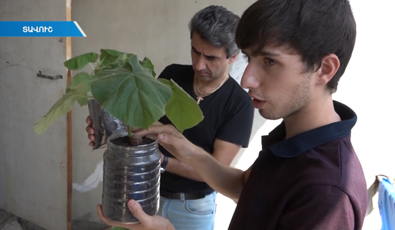 Տավուշում կաճեցնեն Պավլովնիա ծառը