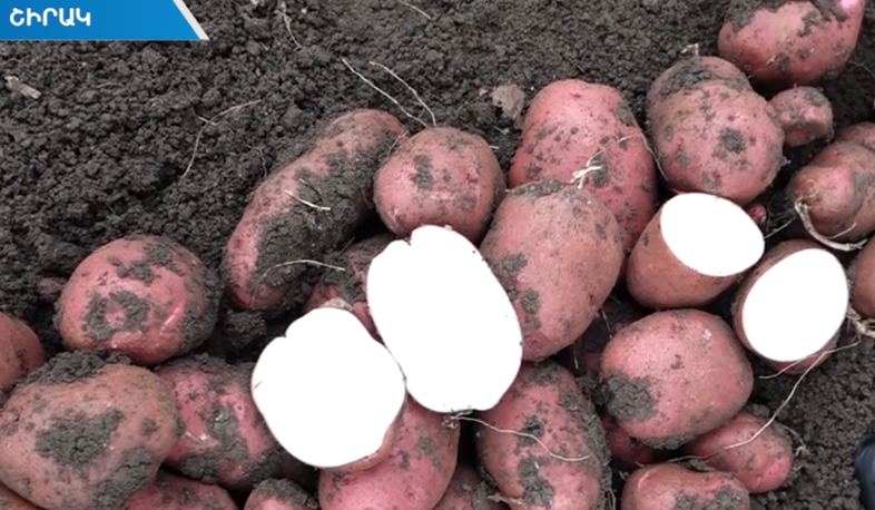 Հոլանդական կարտոֆիլները հայկական հողում